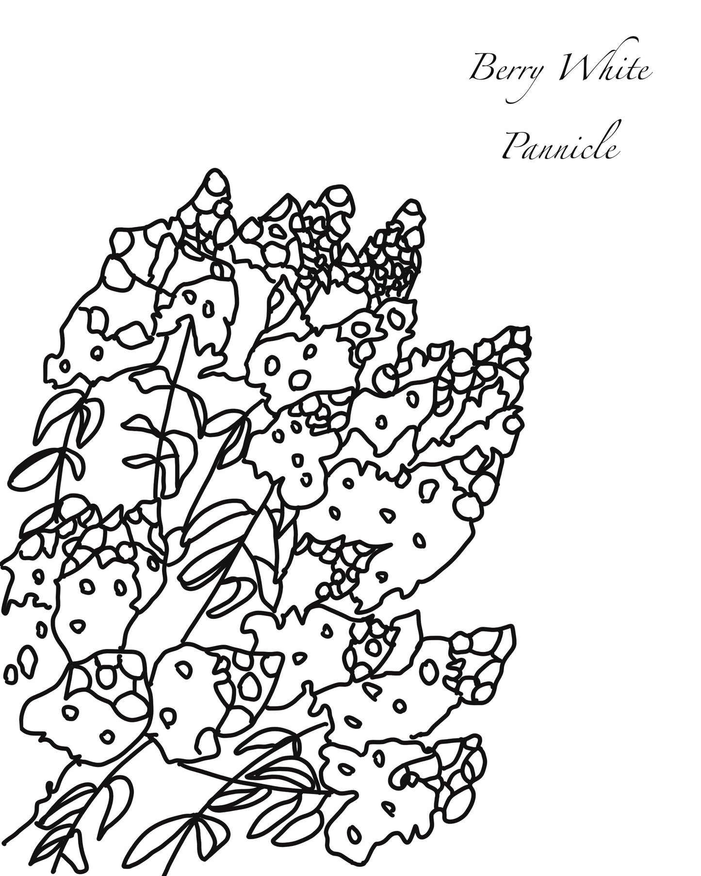 Hydrangea Coloring Book