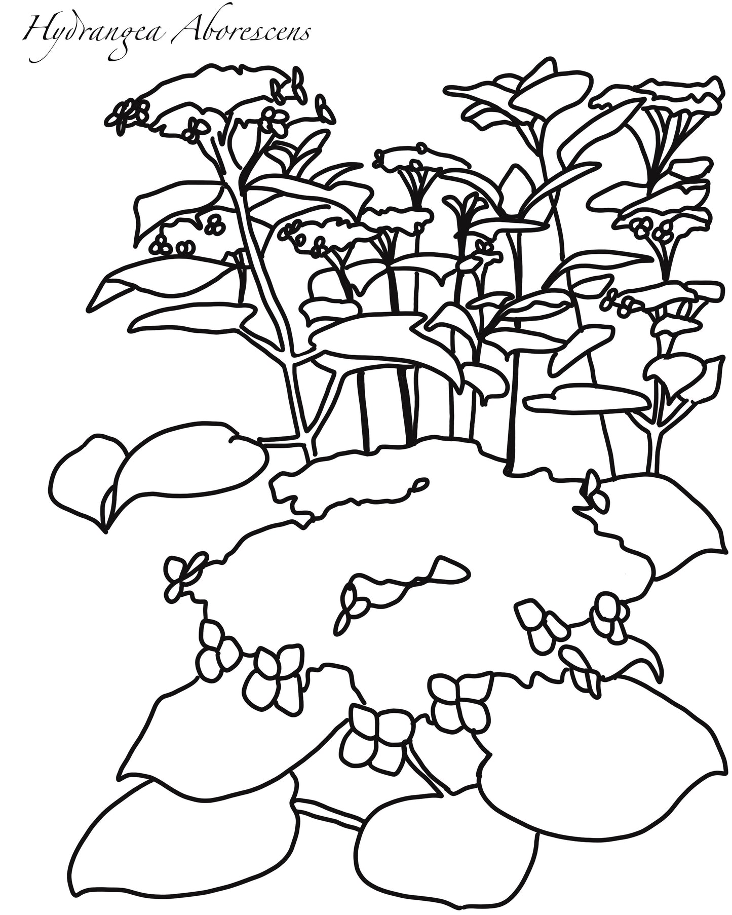 Hydrangea Coloring Book